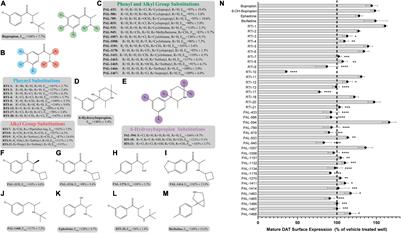 Structure-Activity Relationships of Dopamine Transporter Pharmacological Chaperones